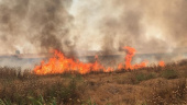 چرا مزارع عراق در آتش می سوزند؟